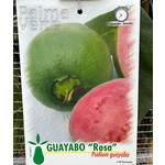 Eetbare tuin-edible garden Psidium guajava - Guava