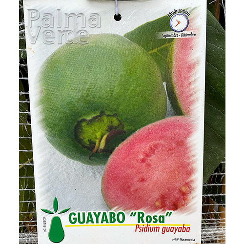 Eetbare tuin-edible garden Psidium guajava - Guave
