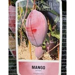 Eetbare tuin-edible garden Mangifera indica - Mango