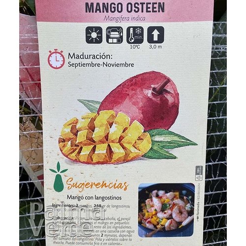 Eetbare tuin-edible garden Mangifera indica - Mango