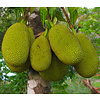Eetbare tuin-edible garden Artocarpus heterophyllus - Nangka - Jackfruit