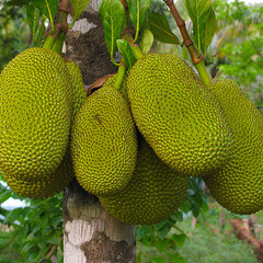 Eetbare tuin-edible garden Artocarpus heterophyllus - Nangka - Jackfruit