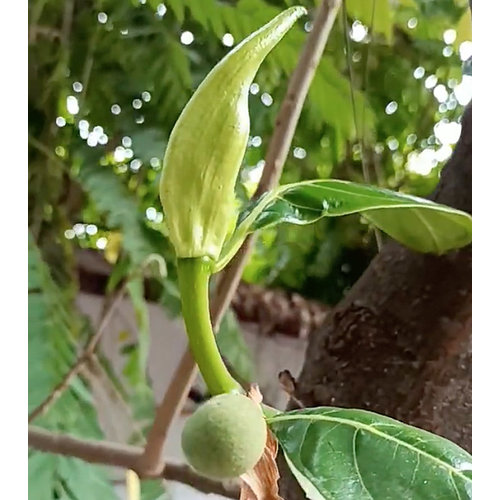 Eetbare tuin-edible garden Artocarpus heterophyllus - Nangka - Jackfruit