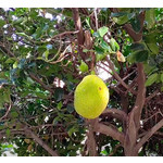 Eetbare tuin-edible garden Artocarpus heterophyllus - Nangka - Jackfruit