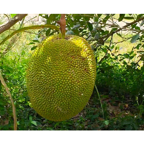 Eetbare tuin-edible garden Artocarpus heterophyllus - Jackfruit - Nangka