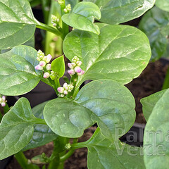 Eetbare tuin-edible garden Basella alba - Malabar spinazie