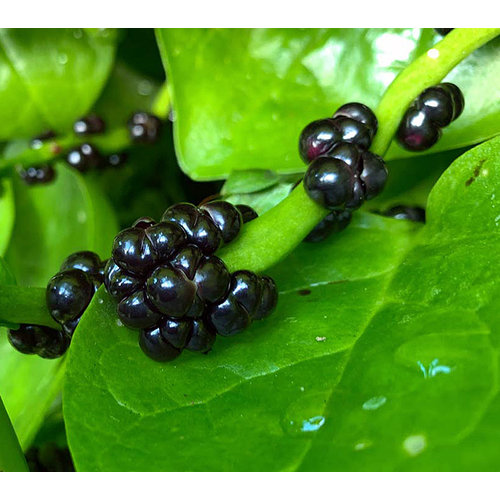 Eetbare tuin-edible garden Basella alba - Malabar spinazie