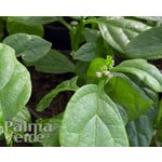 Eetbare tuin-edible garden Basella alba - Malabar spinach