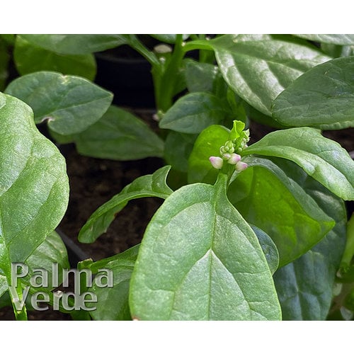 Eetbare tuin-edible garden Basella alba - Malabar spinach