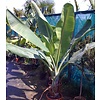 Bananen-bananas Ensete glaucum - Ensete glauque