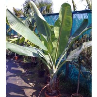 Bananen-bananas Ensete glaucum - Ensete glauque