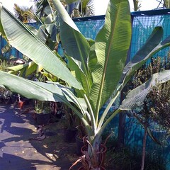 Bananen-bananas Ensete glaucum - Snow banana