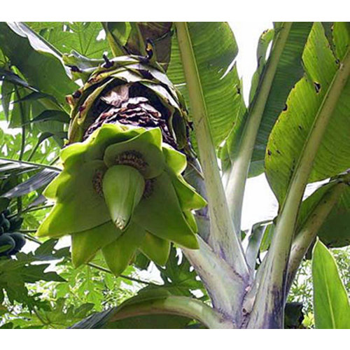 Bananen-bananas Ensete glaucum - Sneeuwbanaan