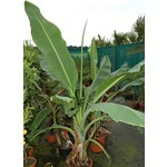 Bananen-bananas Ensete glaucum - Snow banana