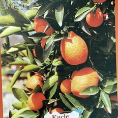Eetbare tuin-edible garden Citrus Kucle