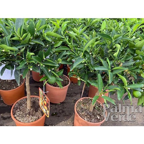 Eetbare tuin-edible garden Citrus Kucle