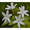 Bloemen-flowers Jasminum sambac - Melati -  Jasmin sambac