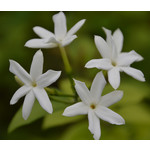 Bloemen-flowers Jasminum sambac - Melati - Indian jasmine