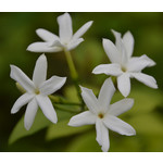 Bloemen-flowers Jasminum sambac - Melati - Jasmin sambac