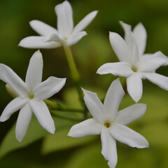 Bloemen-flowers Jasminum sambac - Melati - Indische jasmijn