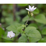 Bloemen-flowers Jasminum sambac - Melati - Indische jasmijn