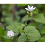 Bloemen-flowers Jasminum sambac - Melati - Jasmin sambac