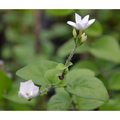 Bloemen-flowers Jasminum sambac - Melati - Jasmin sambac