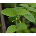 Bloemen-flowers Jasminum sambac - Melati - Jasmin sambac