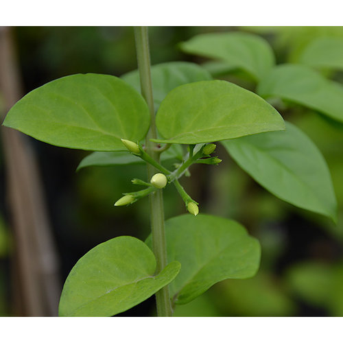 Bloemen-flowers Jasminum sambac - Melati - Indian jasmine