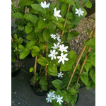 Bloemen-flowers Jasminum sambac - Melati - Jasmin sambac