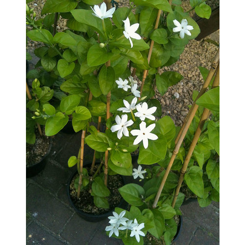 Bloemen-flowers Jasminum sambac - Melati - Jasmin sambac