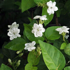 Bloemen-flowers Jasminum sambac Arabian Nights - Arabische jasmijn