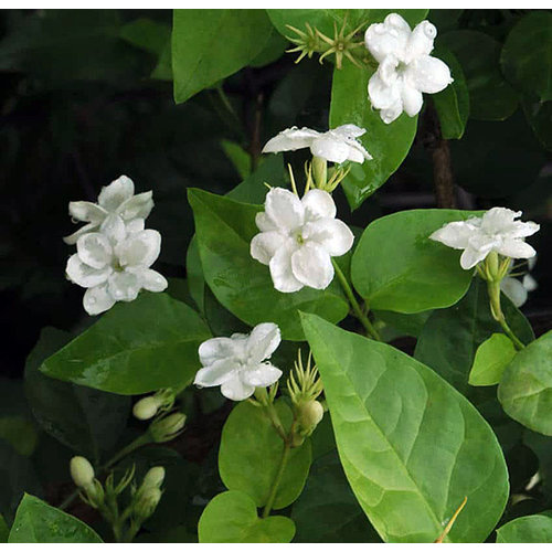 Bloemen-flowers Jasminum sambac Arabian Nights - Arabische jasmijn