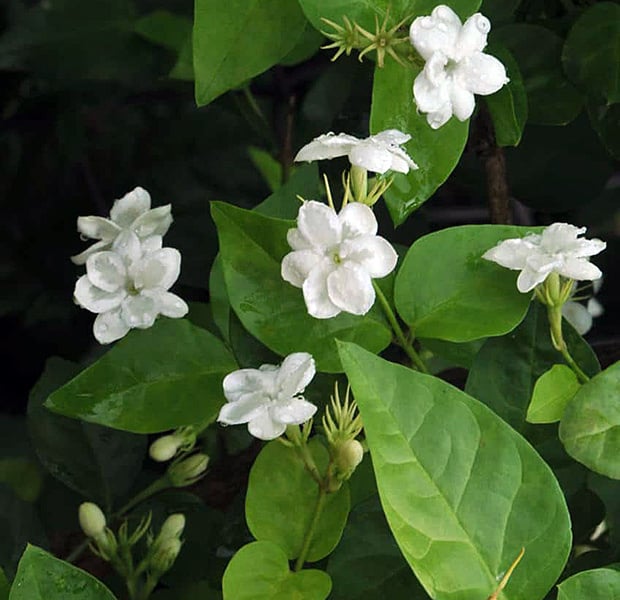 Jasminum nitidum