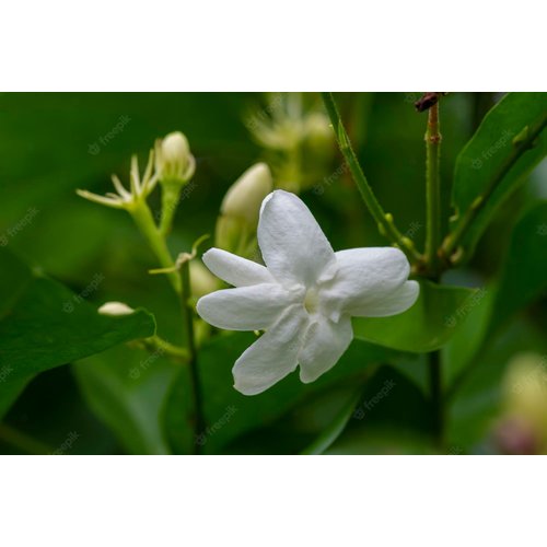 Bloemen-flowers Jasminum sambac Arabian Nights - Arabische jasmijn