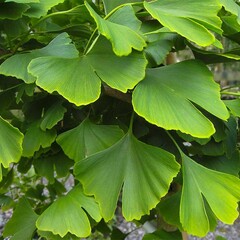 Bomen-trees Ginkgo biloba - Japanse notenboom