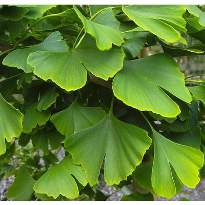 Image result for Ginkgo Biloba