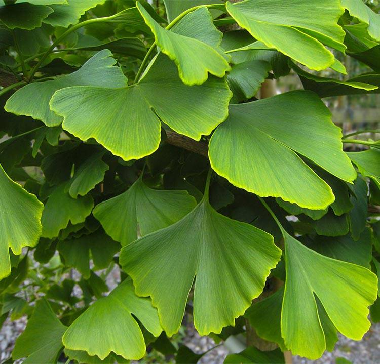 Ginkgo biloba Japanse notenboom Palma Verde Exoten V.O.F.