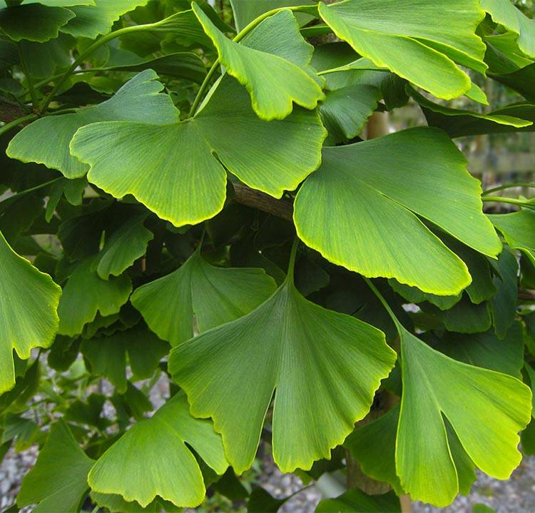 Ginkgo - Japanse notenboom - Palma Verde Exoten