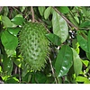 Eetbare tuin-edible garden Annona muricata - Guanabana -  Corossol