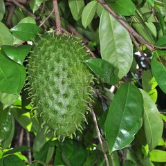 Eetbare tuin-edible garden Annona muricata - Guanabana - Soursop