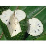 Eetbare tuin-edible garden Annona muricata - Guanabana -