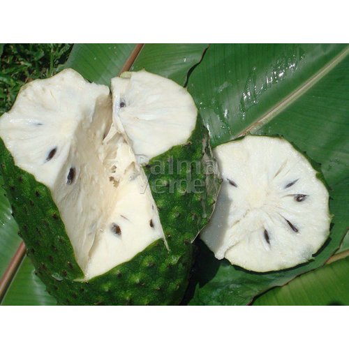 Eetbare tuin-edible garden Annona muricata - Guanabana -