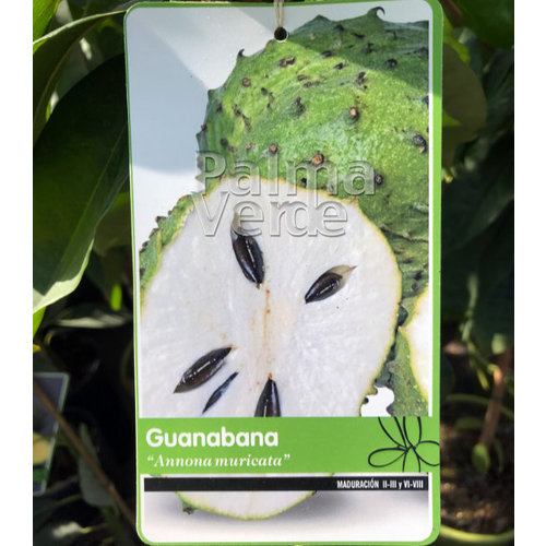 Eetbare tuin-edible garden Annona muricata - Guanabana -