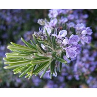 Bloemen-flowers Rosmarinus officinalis Prostratus - Rozemarijn