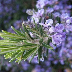 Bloemen-flowers Rosmarinus officinalis Prostratus - Rozemarijn