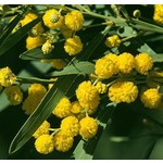 Bloemen-flowers Acacia retinodes - Mimosa of four seasons