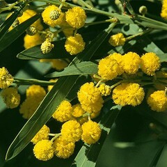 Bloemen-flowers Acacia retinodes - Mimosa der vier seizoenen