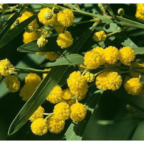 Bloemen-flowers Acacia retinodes - Mimosa der vier seizoenen