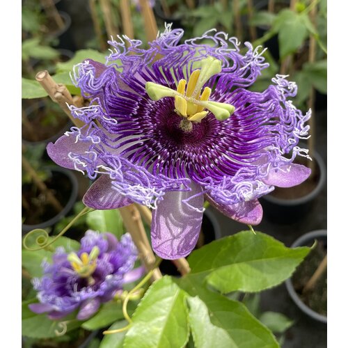 Eetbare tuin-edible garden Passiflora edulis - Passievrucht